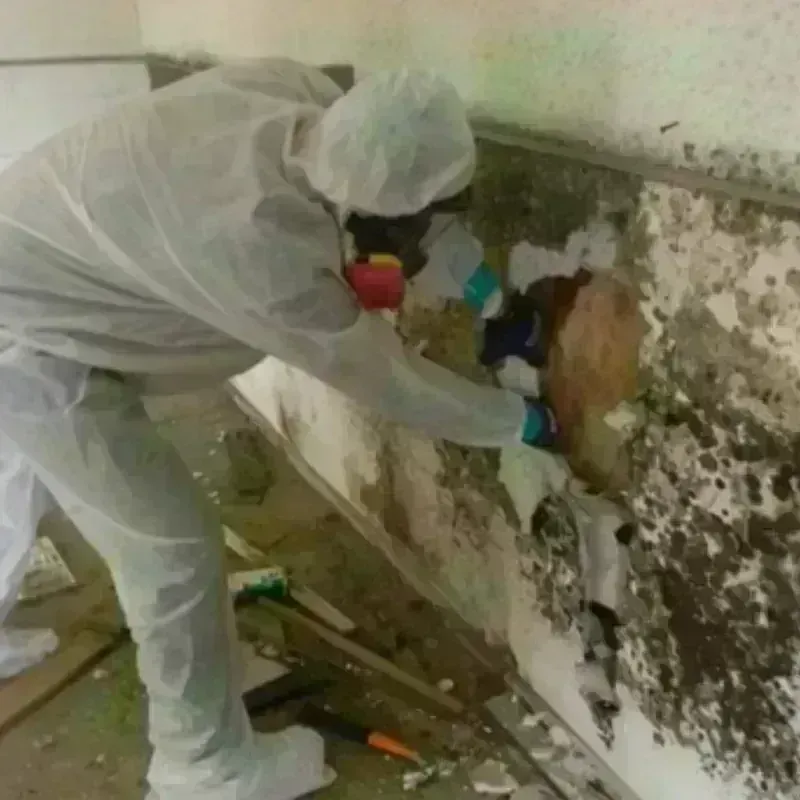 Mold Remediation and Removal in Kensington, MD